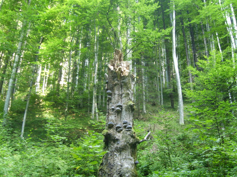Decaying Tree Stump — Green
