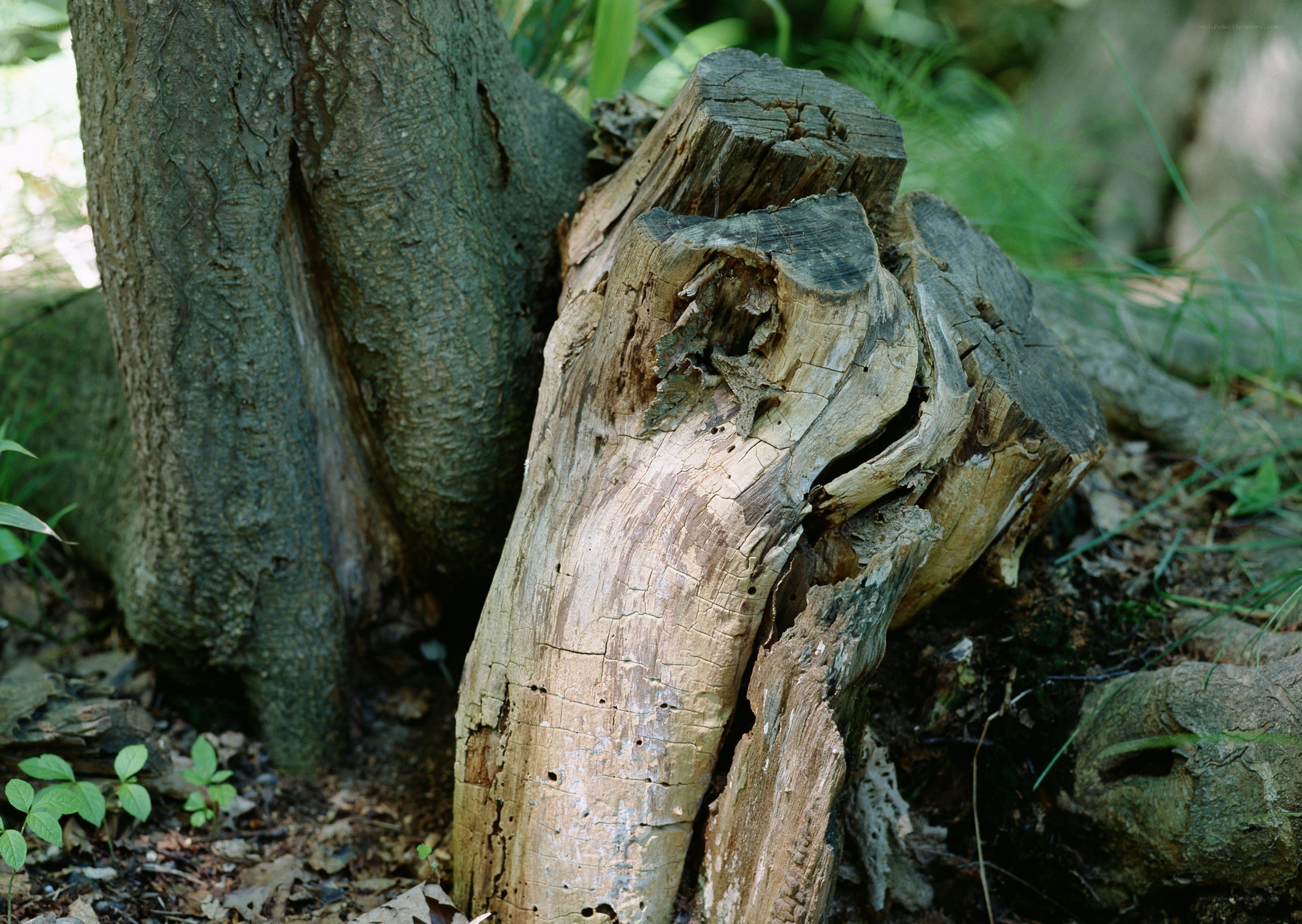 decaying tree stump in forest