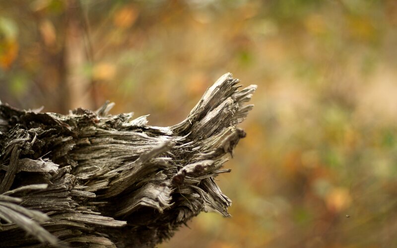Decaying Tree Stump