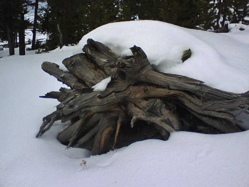 Decaying Tree Stump — White