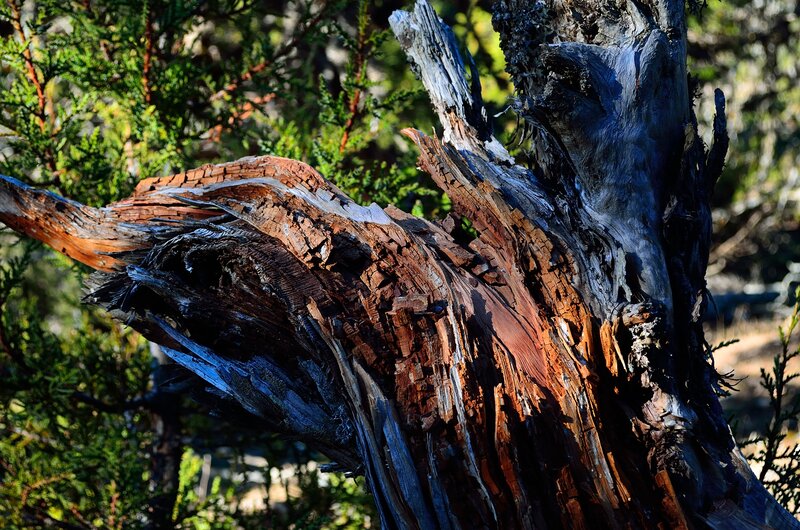 Decaying Tree Trunk — Brown, Dramatic, Afternoon