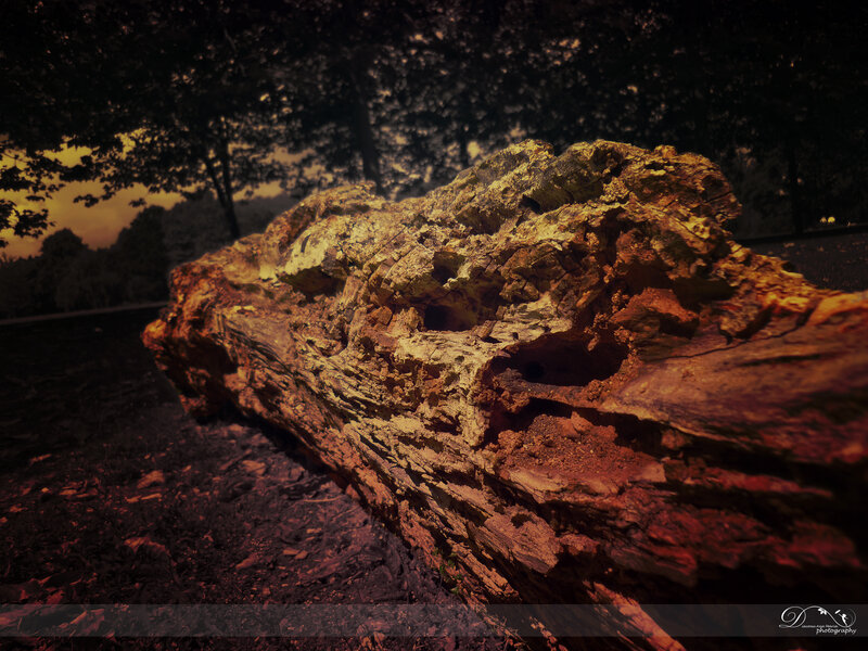 Decaying Tree Trunk — Brown, Dramatic