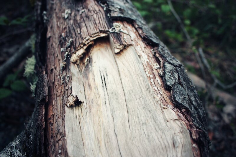 Decaying Tree Trunk — Brown, Natural, Photograph
