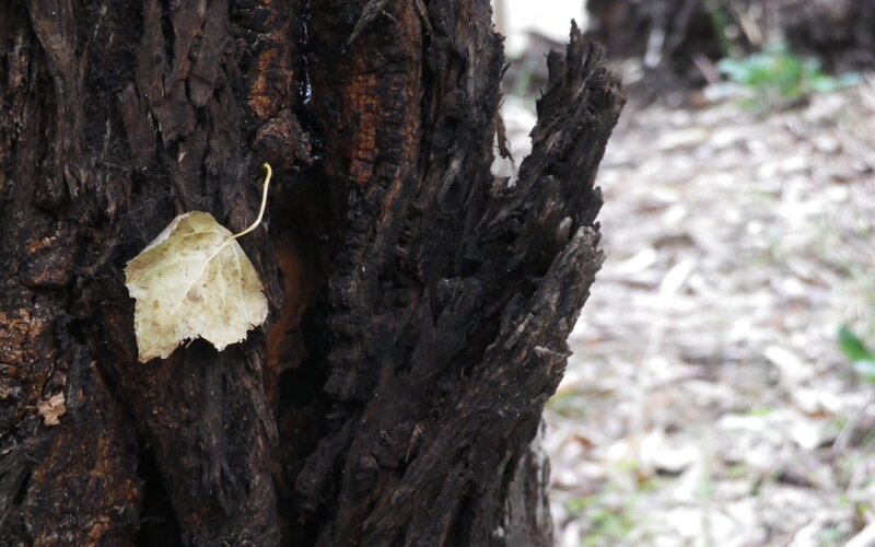 Decaying Tree Trunk — Brown, Natural