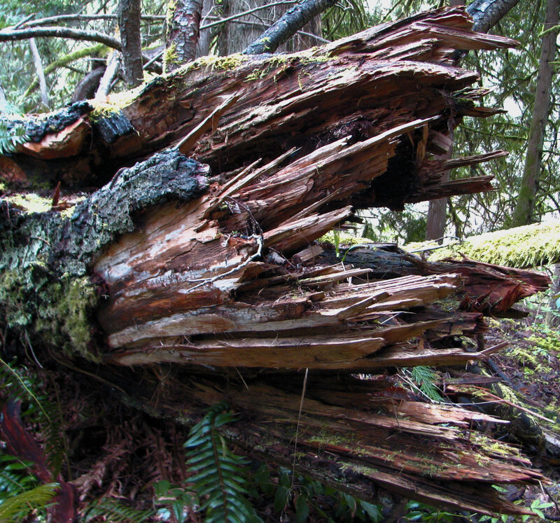 Decaying Tree Trunk — Brown