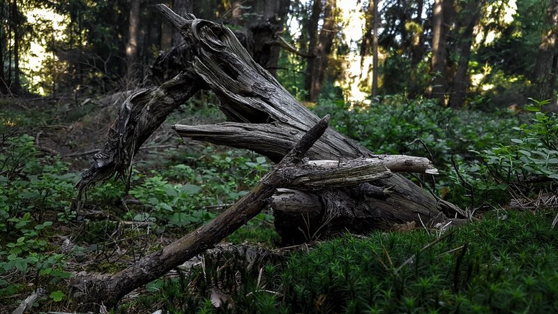 Decaying Tree Trunk — Green, Natural