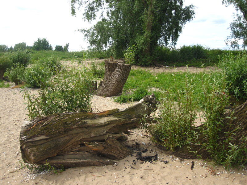 Decaying Tree Trunk — Green