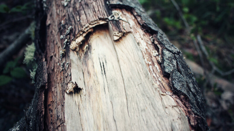 decaying tree trunk in forest