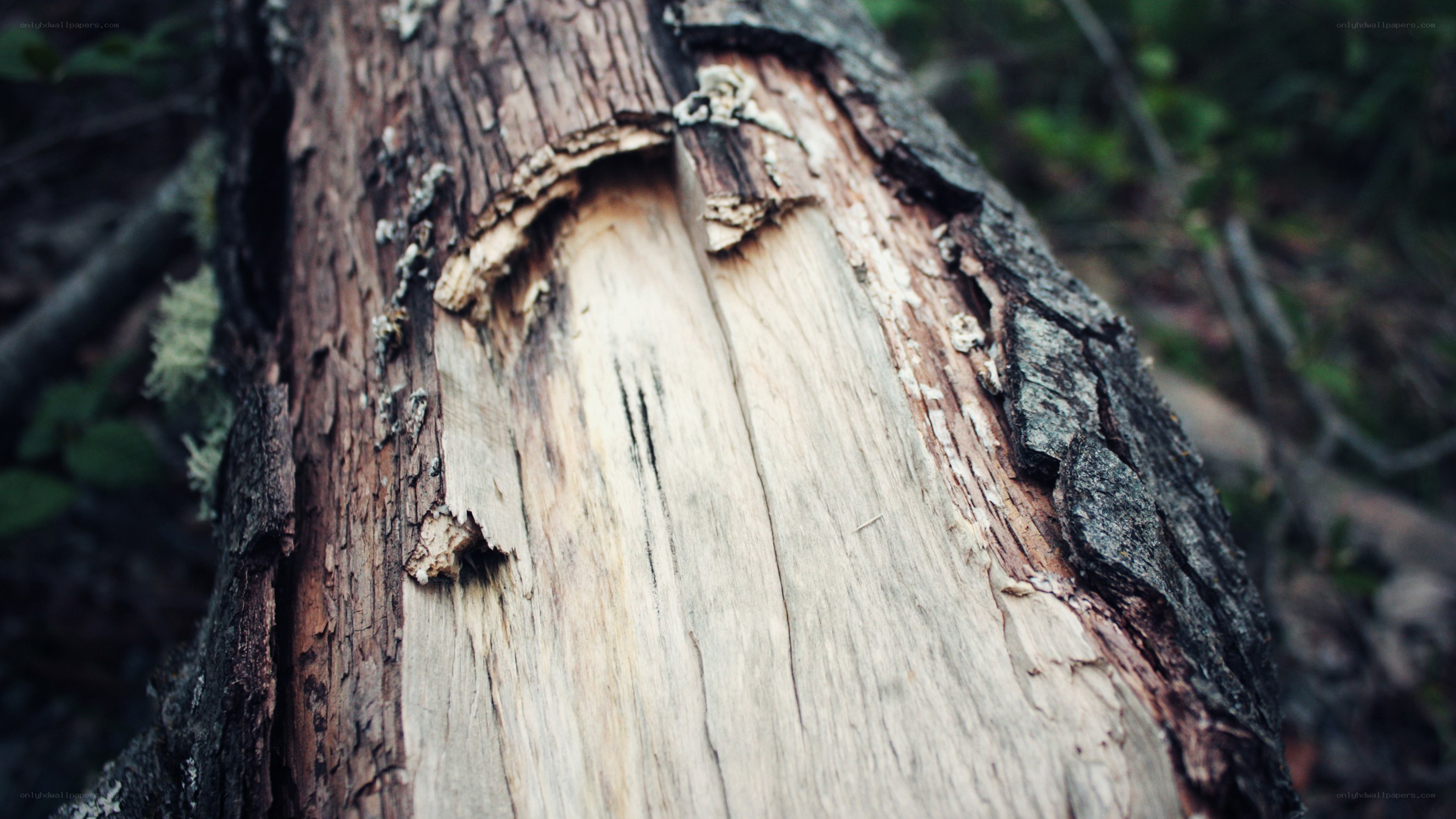 decaying tree trunk in forest