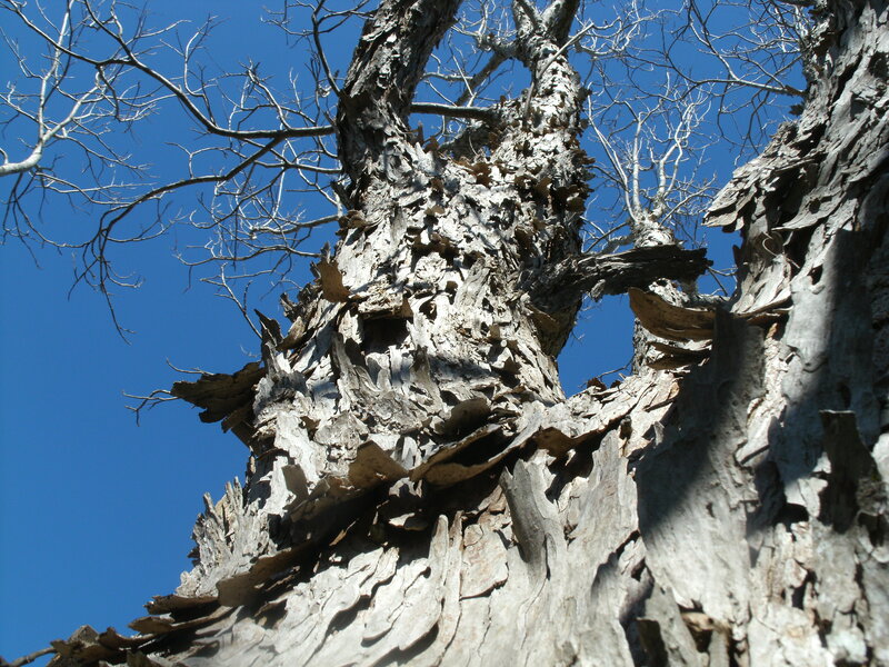 Decaying Tree Trunk