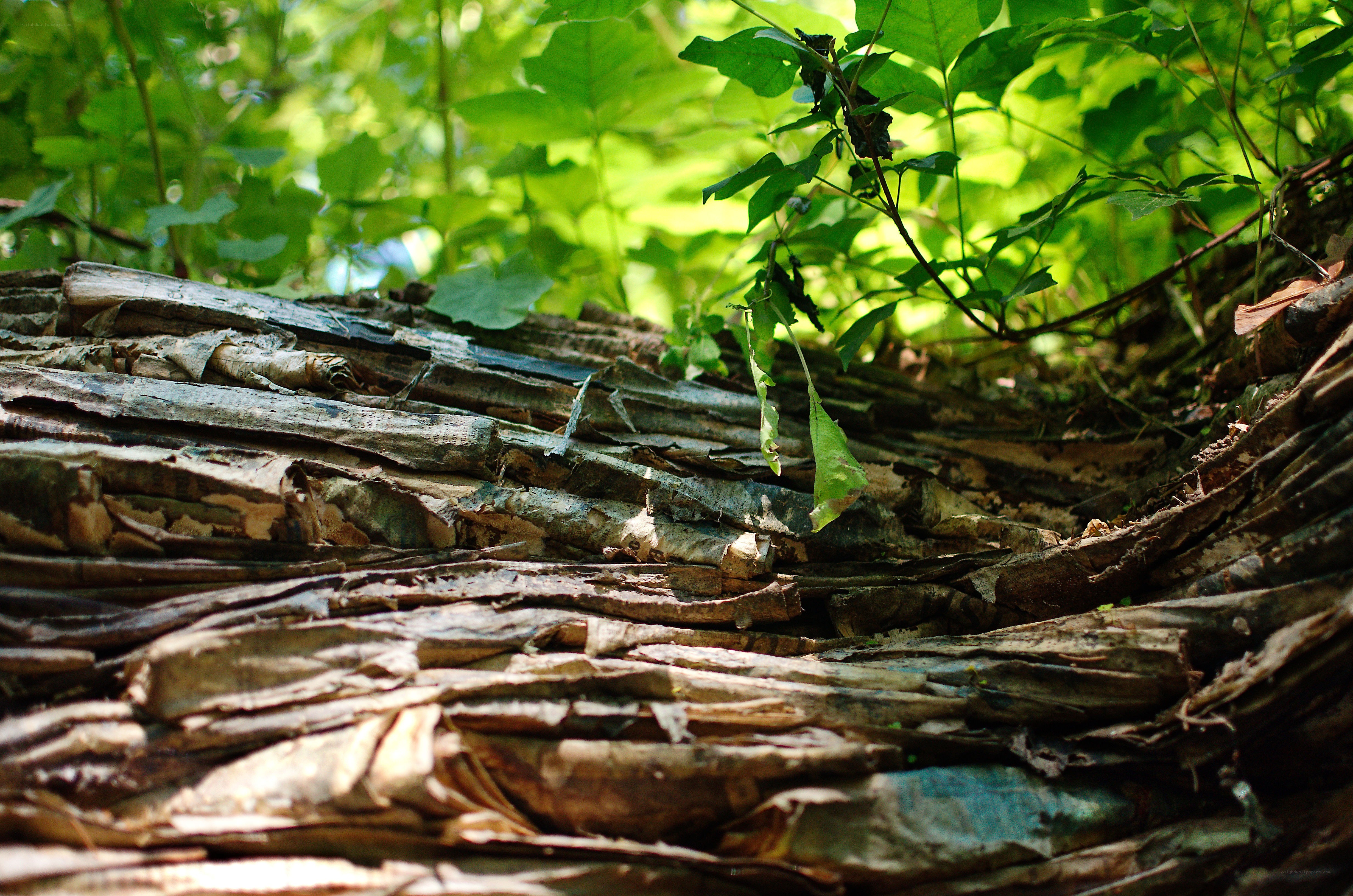 decaying wood in forest