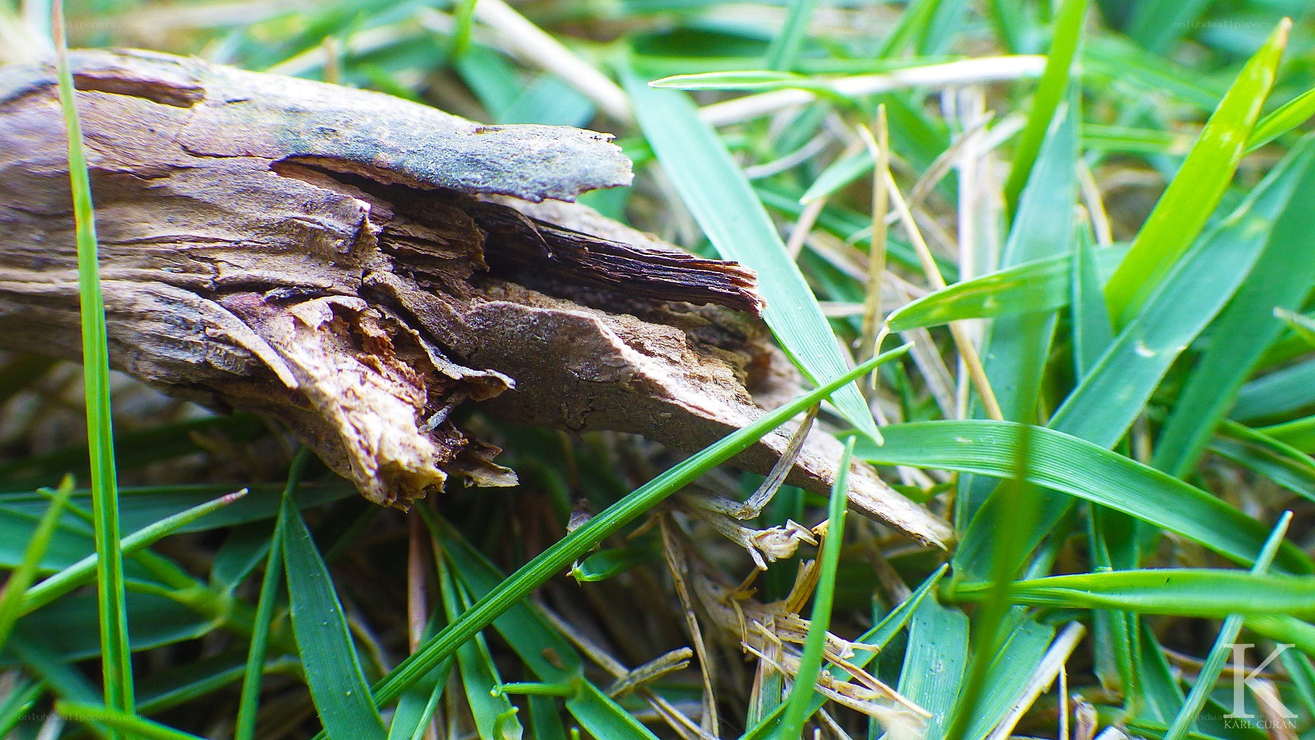 decaying wood in grass