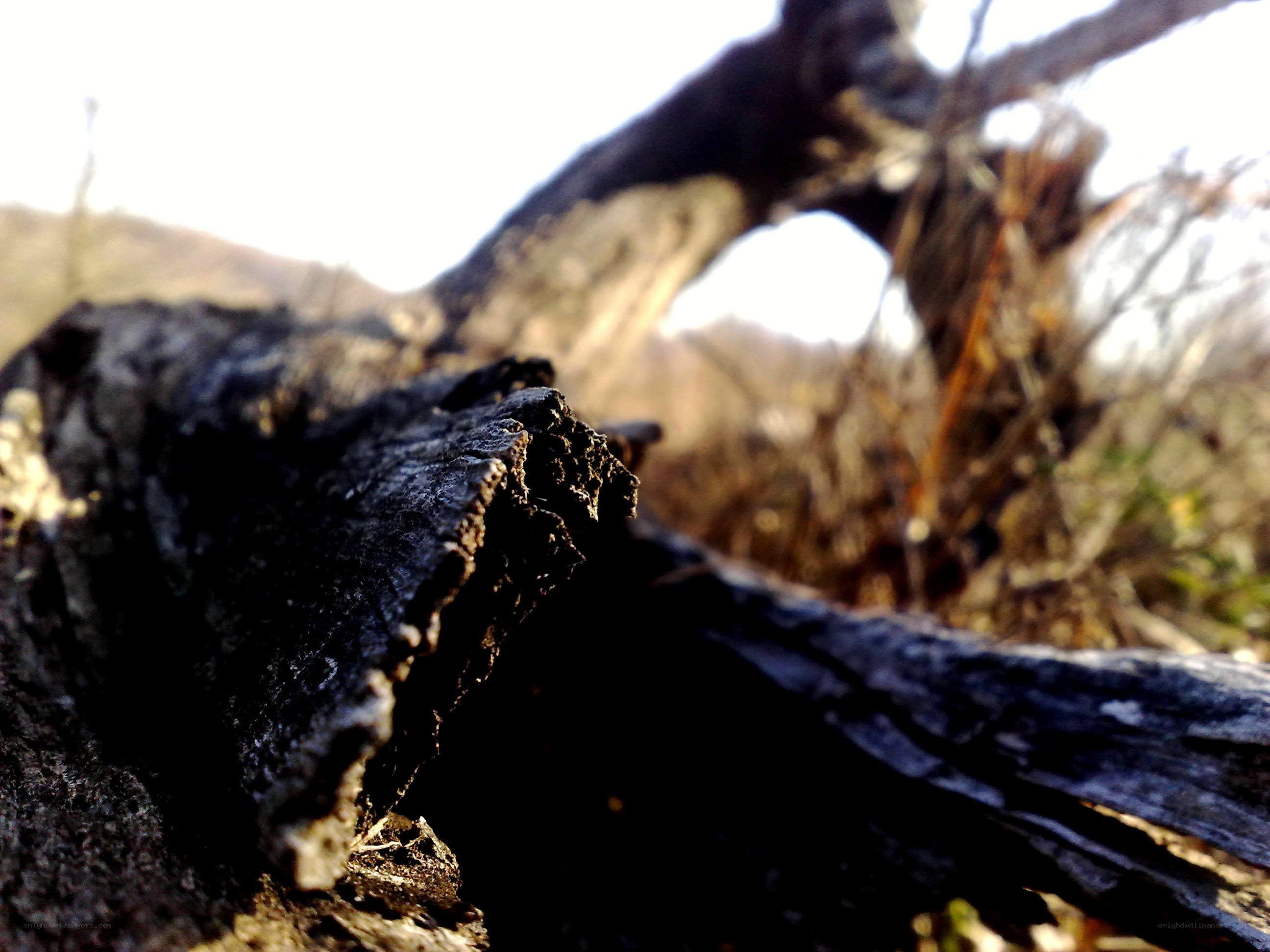decaying wood in sunlight