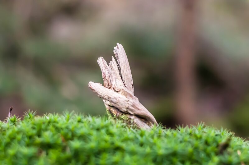 Decaying Wood on Moss