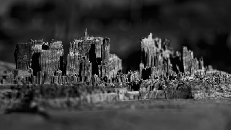 Decaying Wood Structure