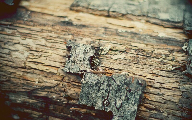 Decaying Wood Surface — Brown