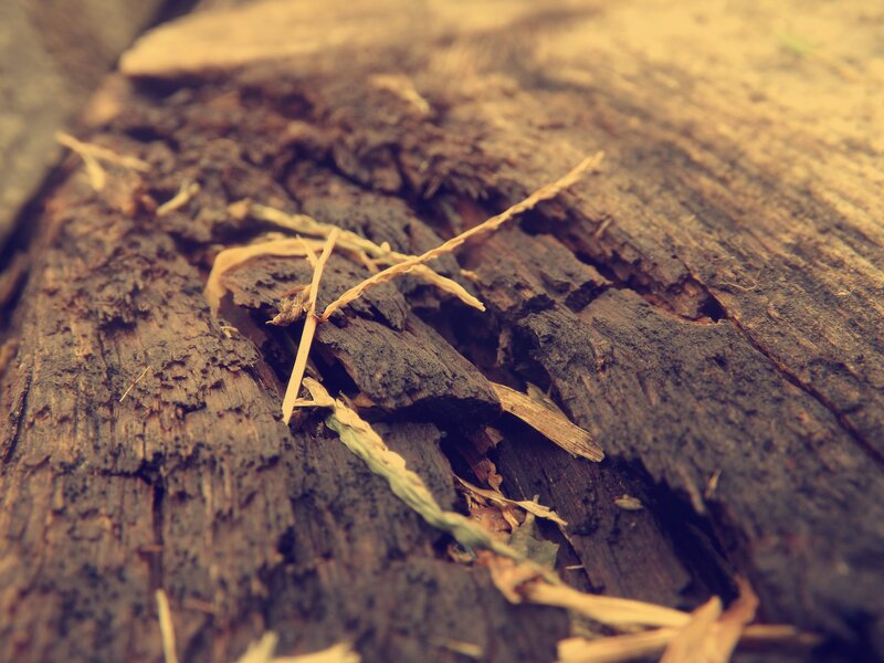 decaying wood surface