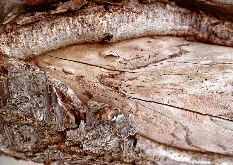 decaying wood texture