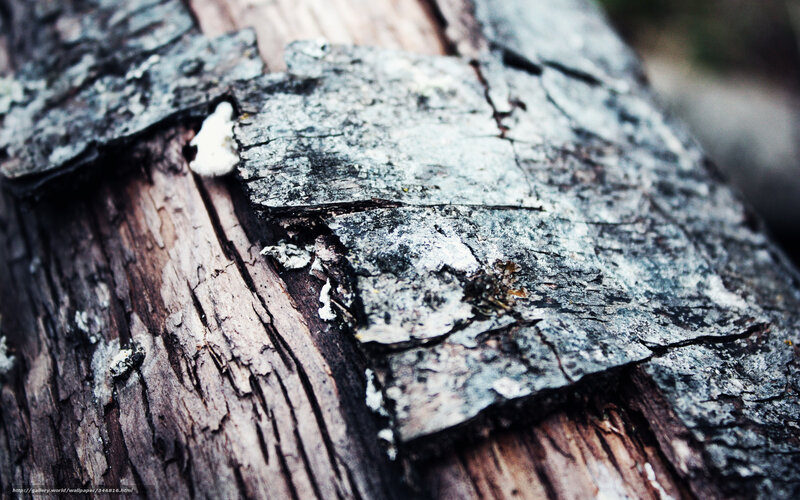 decaying wood texture