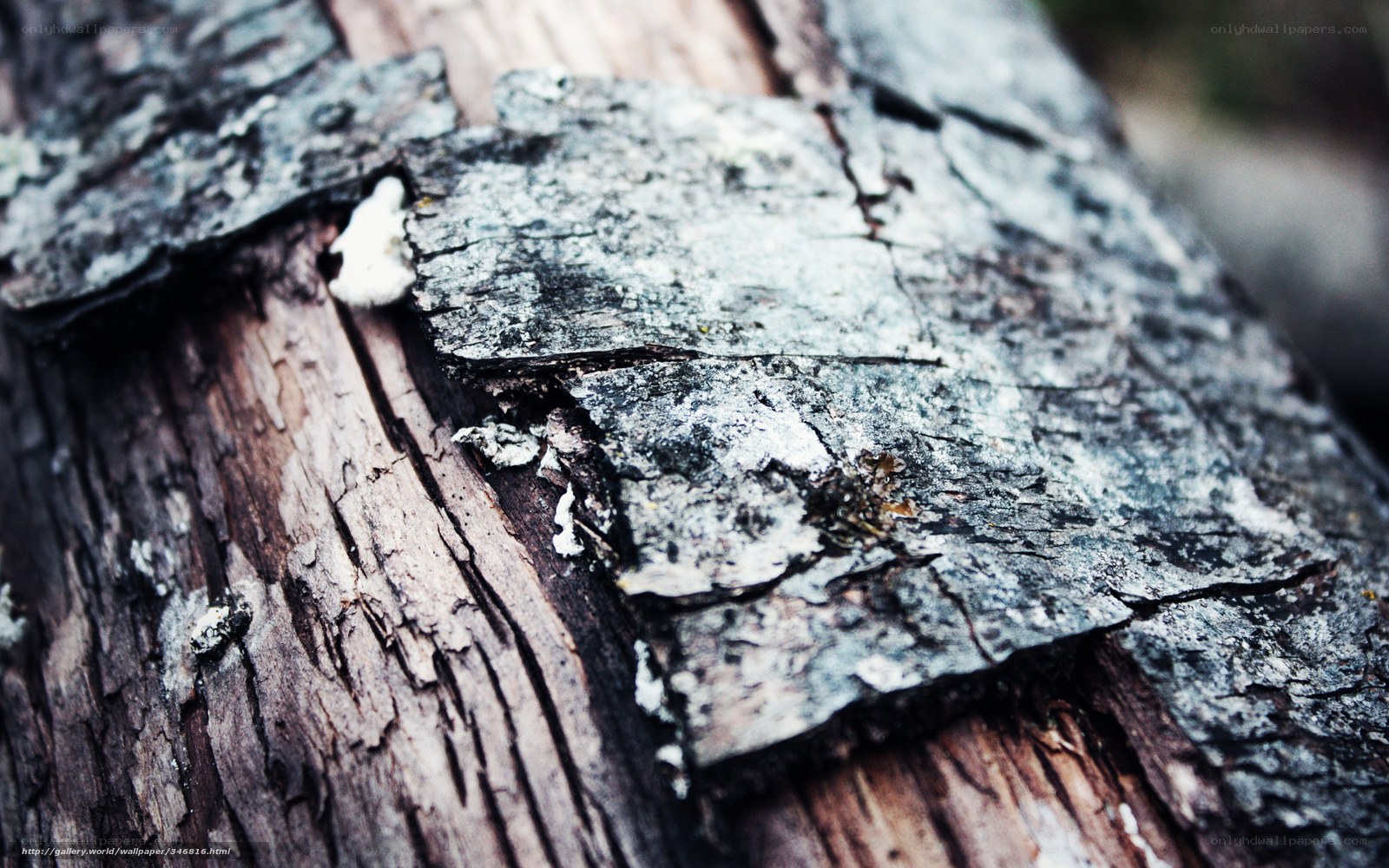 decaying wood texture