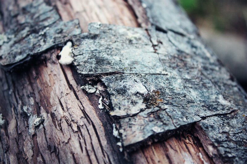 decaying wood with fungus
