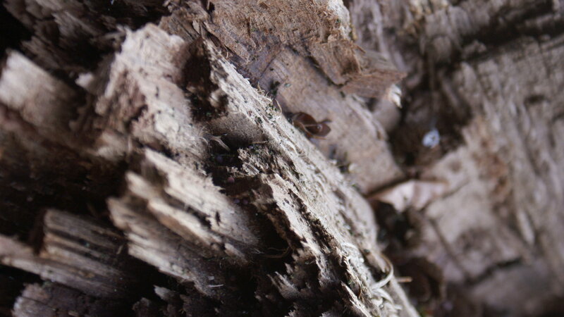 decaying wood with insects