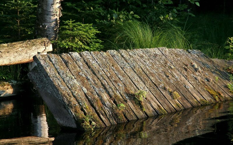 decaying wooden dock in forest