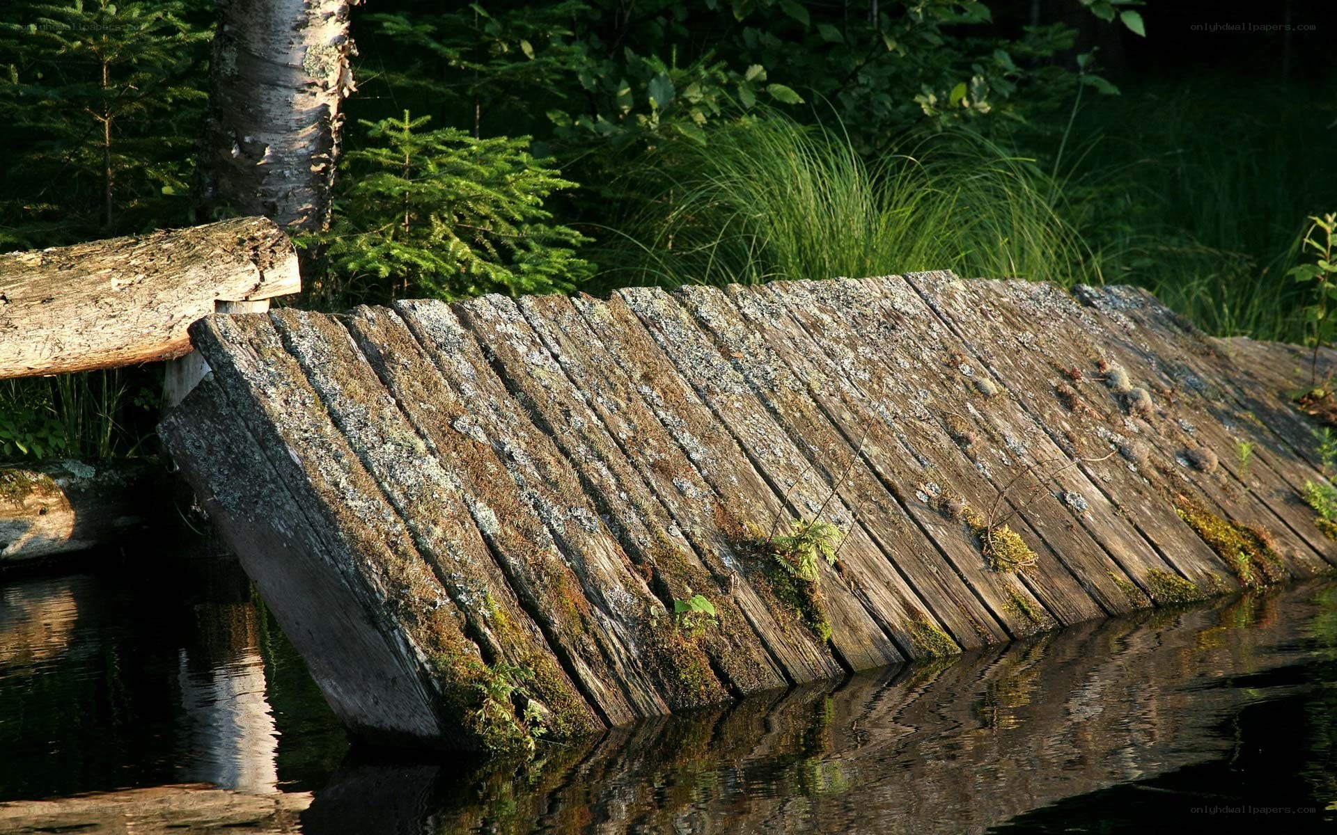 decaying wooden dock in forest