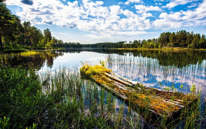 Decaying Wooden Dock