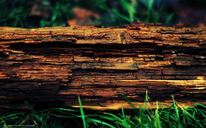 Decaying Wooden Log
