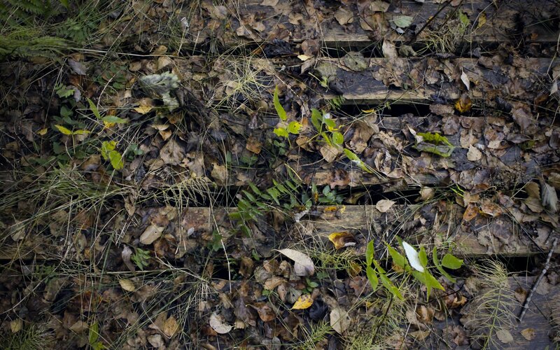 Decaying wooden planks in forest