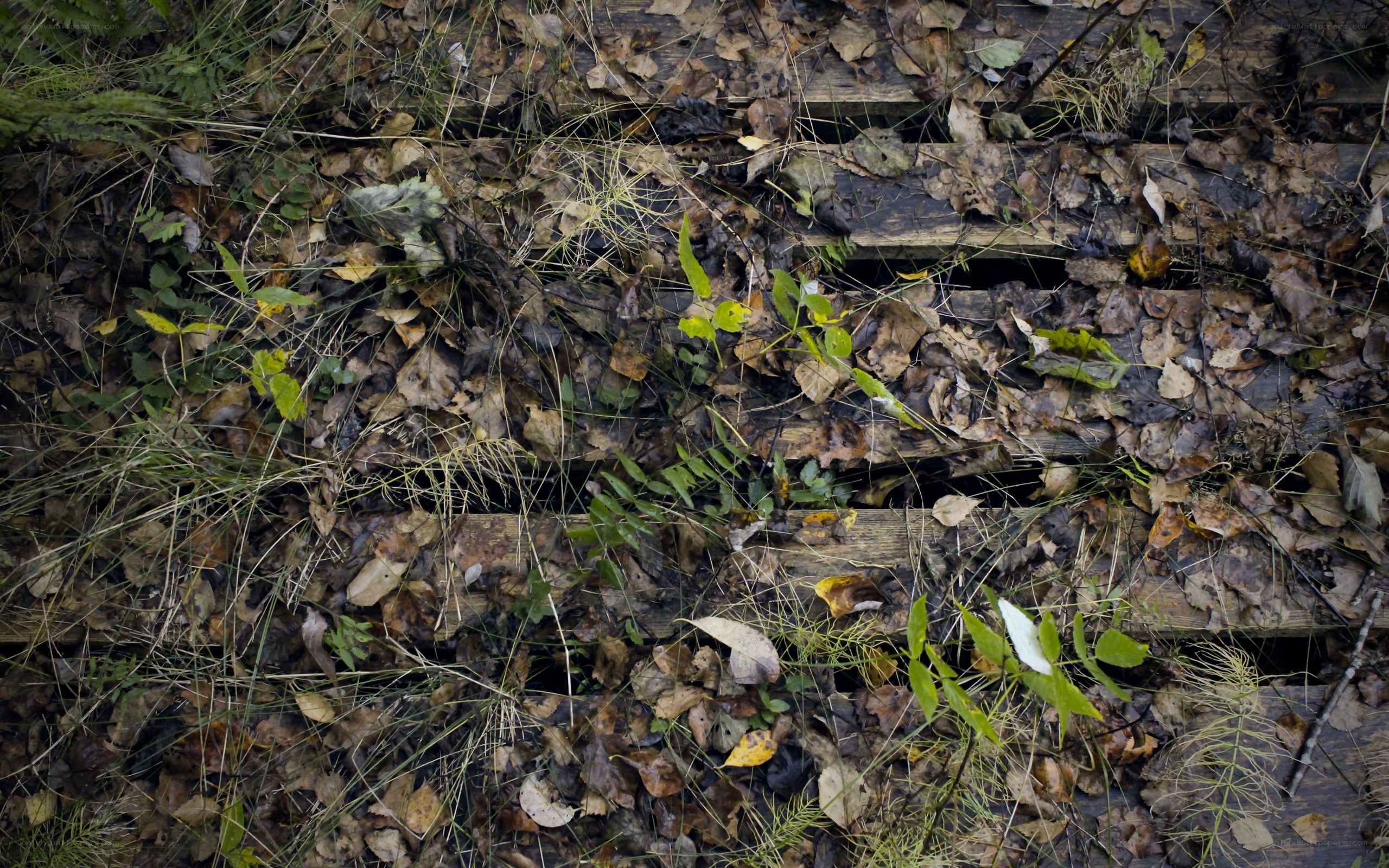 Decaying wooden planks in forest