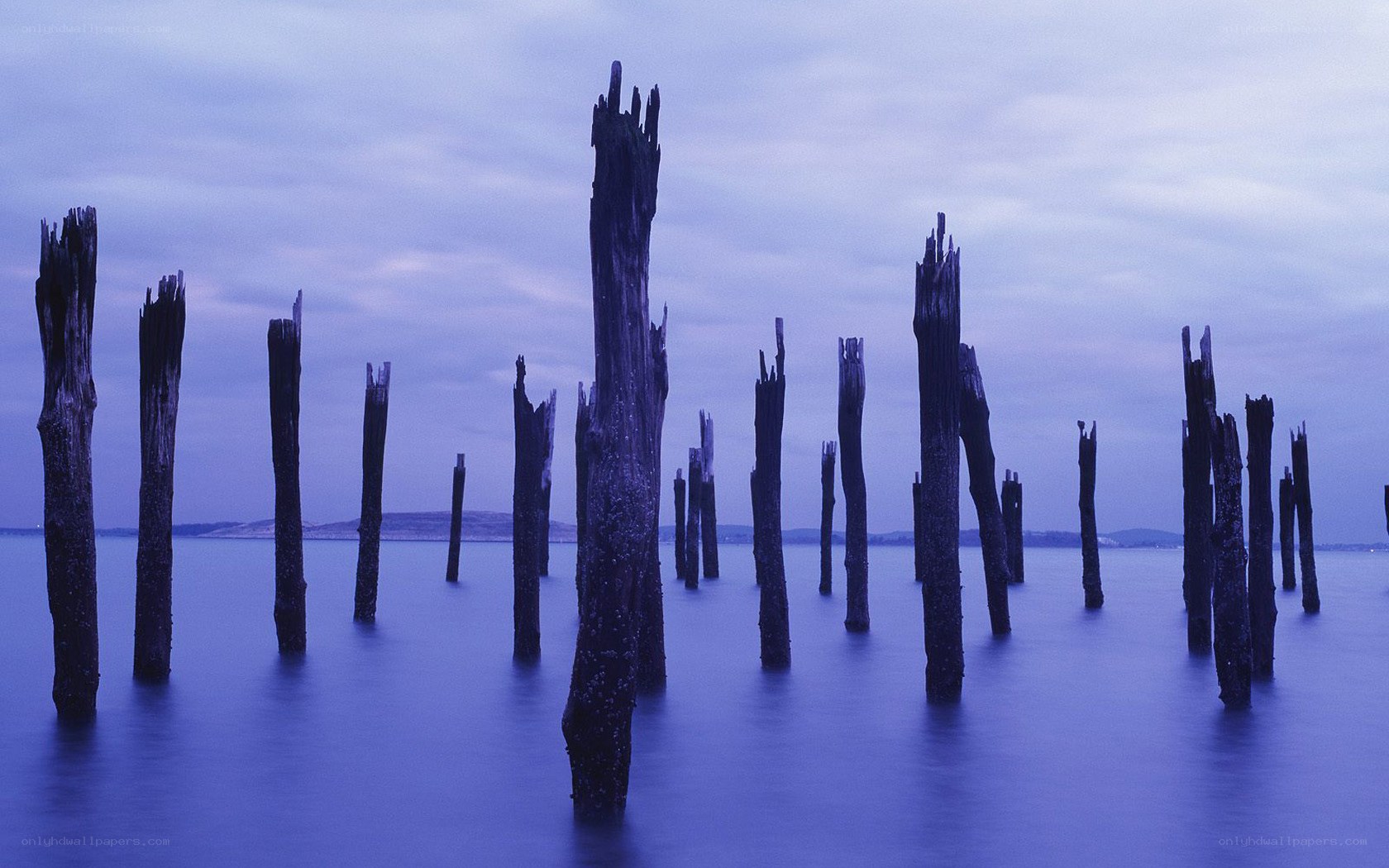 Decaying wooden posts in water
