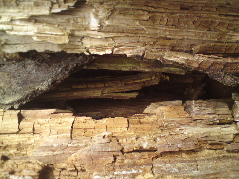 decaying wooden structure