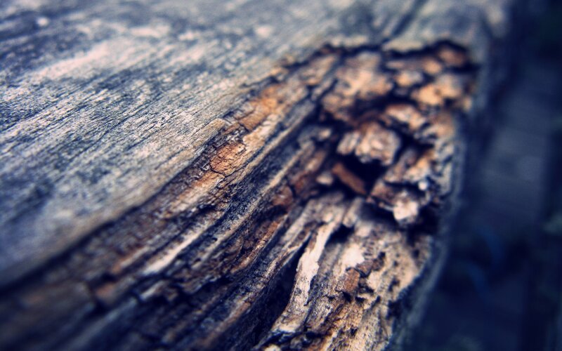 Decaying Wooden Surface — Brown, Dramatic