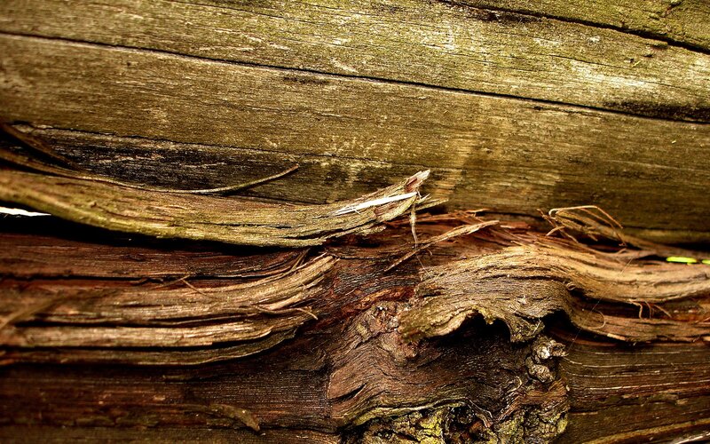 Decaying Wooden Surface — Brown, Textured
