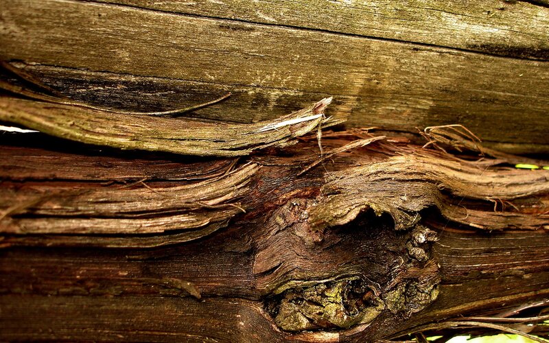 Decaying Wooden Surface — Brown
