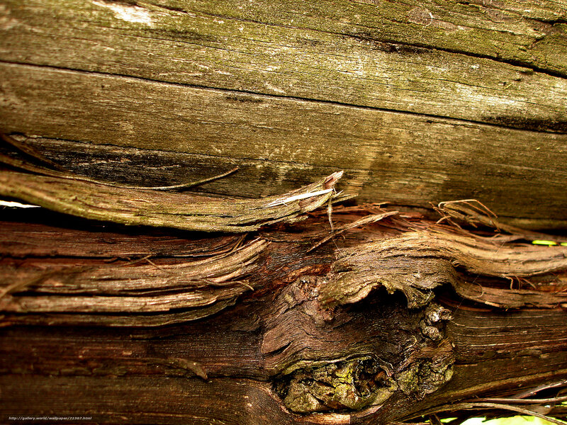 Decaying Wooden Surface