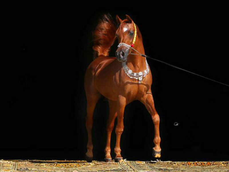 Decorated Arabian Horse
