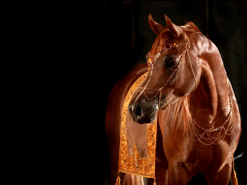 Decorated Brown Horse