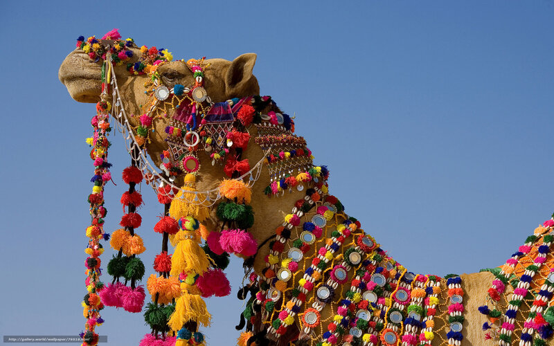 Decorated camel against blue sky
