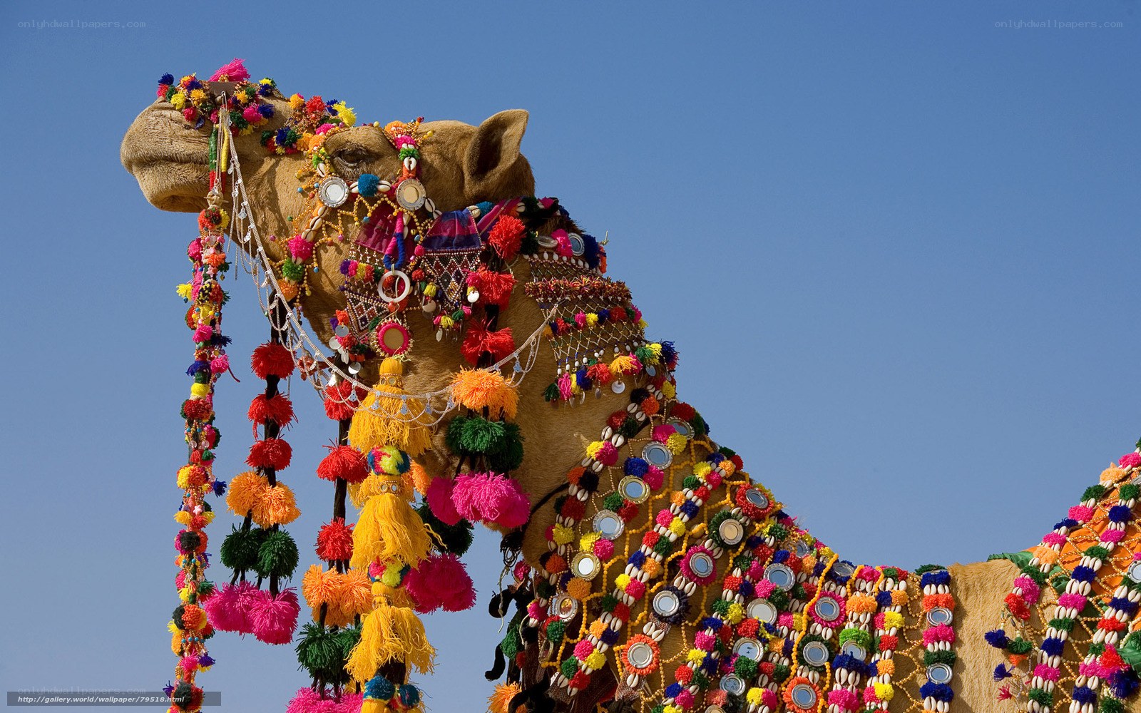 Decorated camel against blue sky