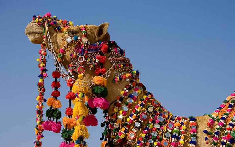 Decorated Camel — Blue
