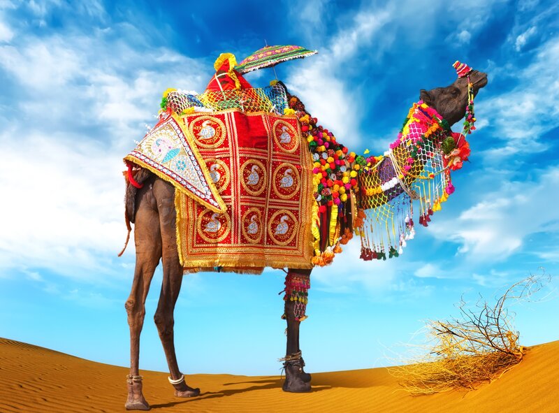 Decorated Camel in Desert