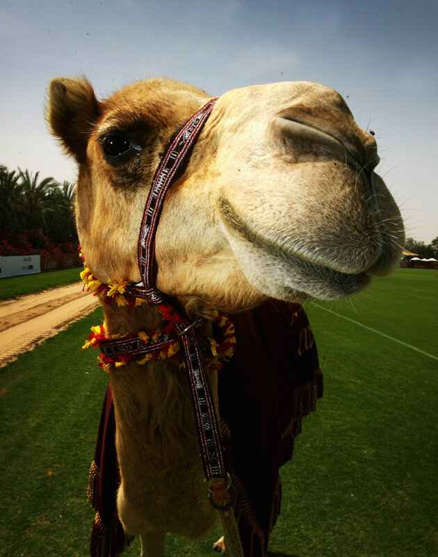 decorated camel on a field