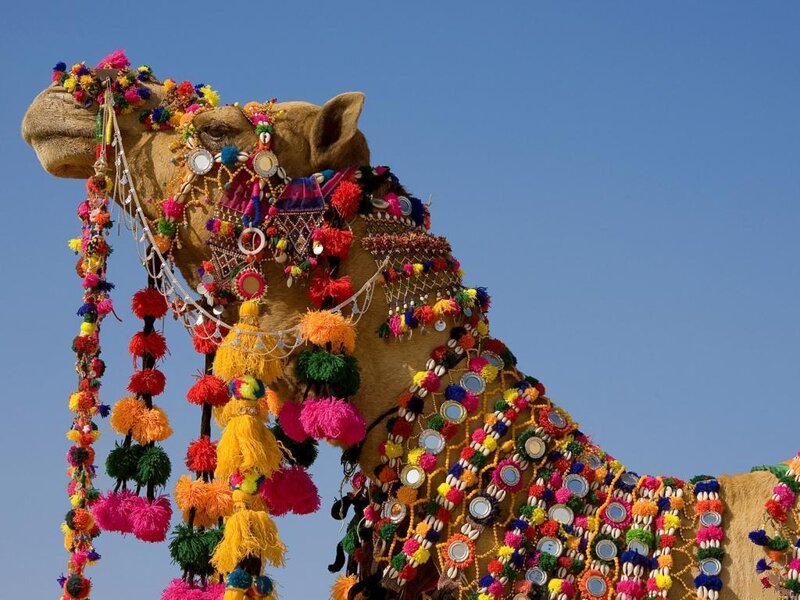 Decorated Camel