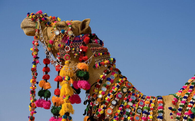 Decorated camel with colorful ornaments