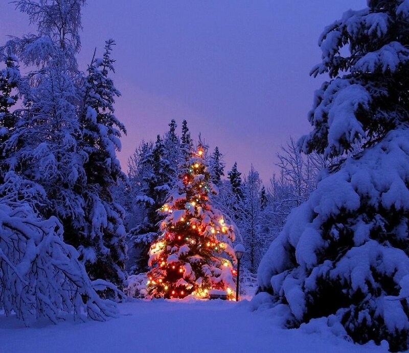 Decorated Christmas Tree — Blue, Serene, Night, Photograph
