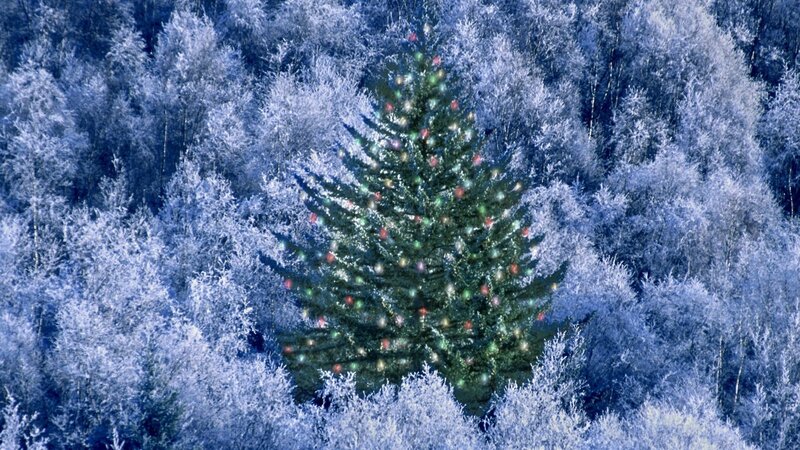 Decorated Christmas Tree — Blue, Serene, Winter, Photograph, Frosty Trees, Lights
