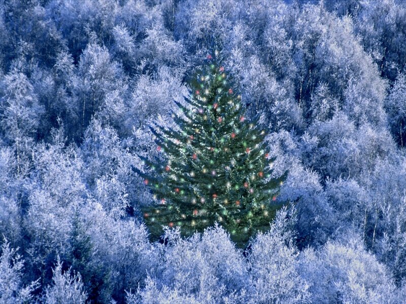 Decorated Christmas Tree — Blue, Serene, Winter, Photograph